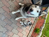 Husky puppy