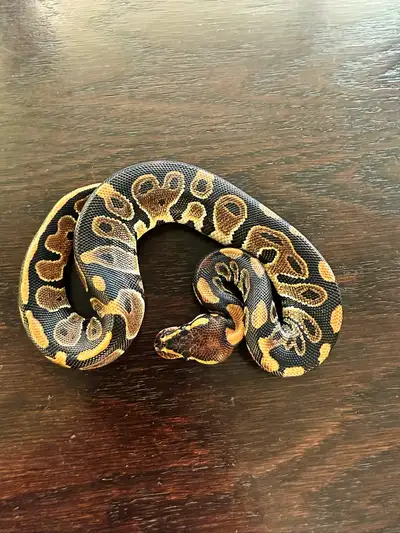 Ball Python Available 1.0 Chocolate 66% het Clown 112g/$100 or best offer Shipping is available via...