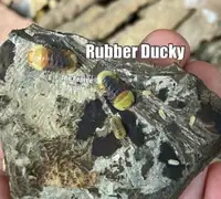 Cubaris sp Rubber Ducky Isopods, Rare Isopods, Designer Isopods
