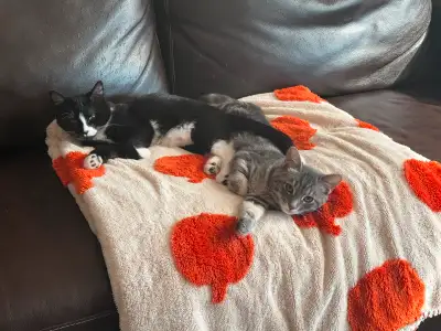 2 kittens for Indoor Home, View more