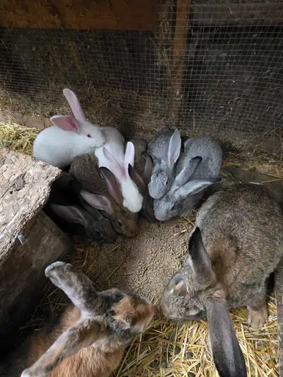 Large flemish giants. 10 weeks old