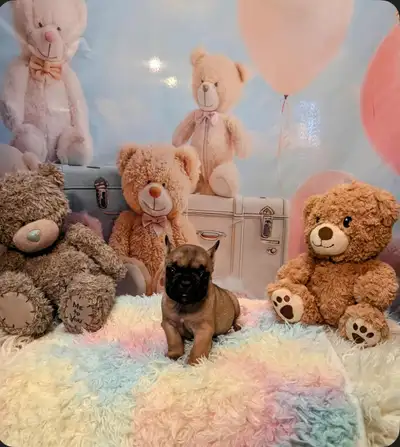 CKC Registered French Bulldogs, View more