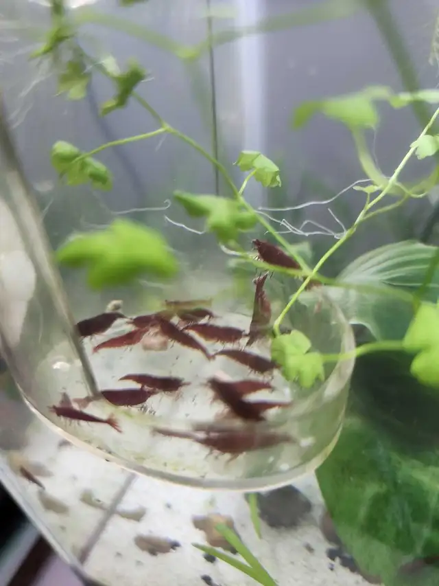 Red Cherry Shrimp in Fish for Rehoming in Richmond - Image 4