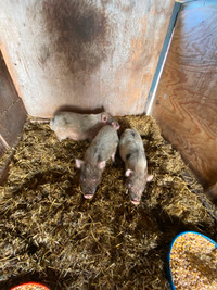 3 piglets