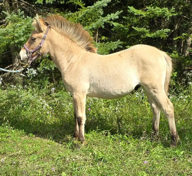 Registered Norwegian Fjord Colt in Horses & Ponies for Rehoming in Owen Sound - Image 3