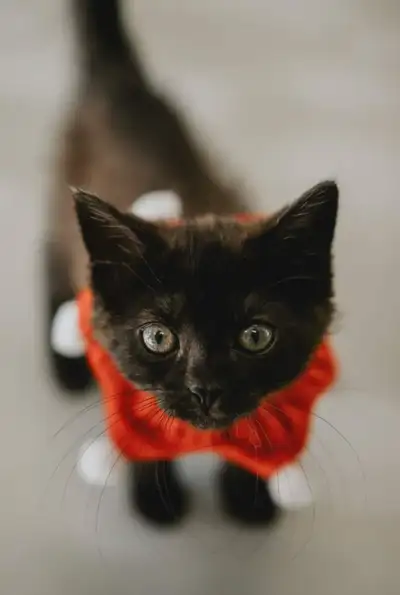 ❤️❤️ expert pet sitter available! ❤️❤️, View more