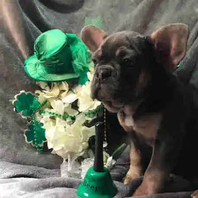 French Bulldogs - Brindle Tuxedo &  "Full Set" Blue Lilac  - NB, View more
