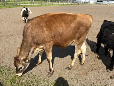 beautiful jersey steers, View more