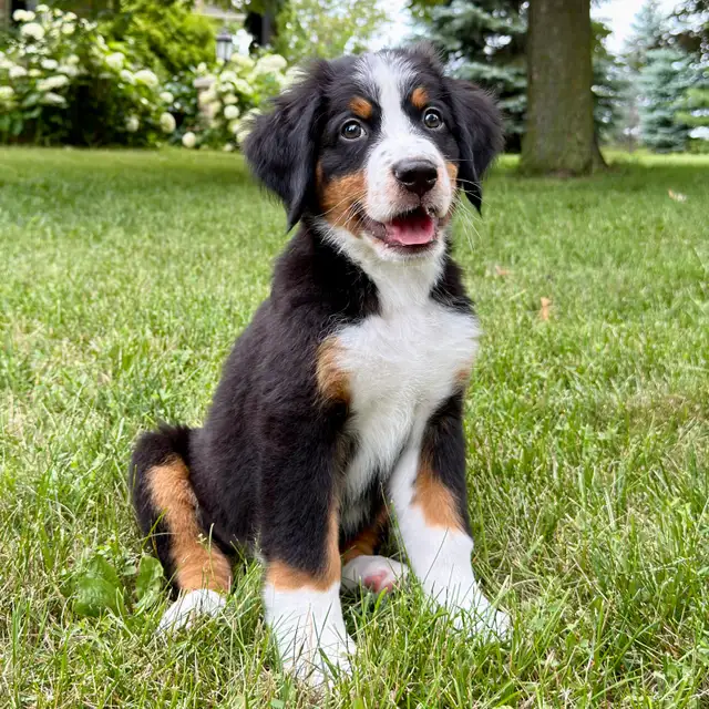 Guardian Homes Wanted - Bernese Mountain Dogs Male & Female! in Dogs & Puppies for Rehoming in Markham / York Region - Image 4