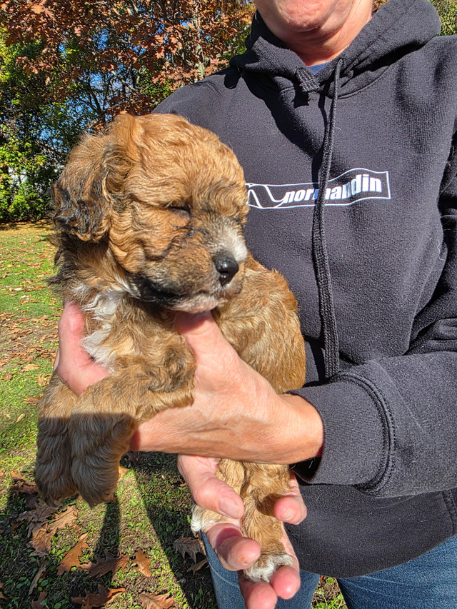 bebes caniches dans Chiens et chiots à adopter  à Ville de Québec