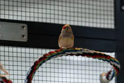 oiseaux exotiques cages et accessoires, View more
