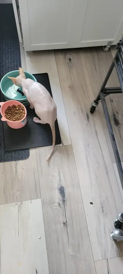 Femelle sphynx 7 mois, bonne santé, pas opéré ni dégriffé, vermifuge. 500$ Ou pourrait considérer un...