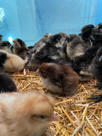 Baby Chicks - hatched Apr. 22