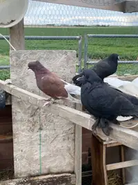 3 pigeons 