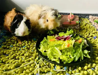 Hi there our family is offering overnight pet care in the comfort of our home! ~ Experienced In the...