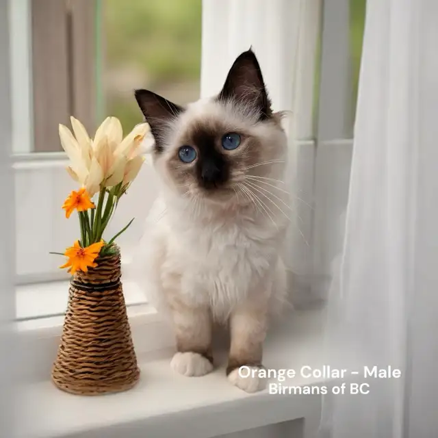 Purebred Birman Kittens