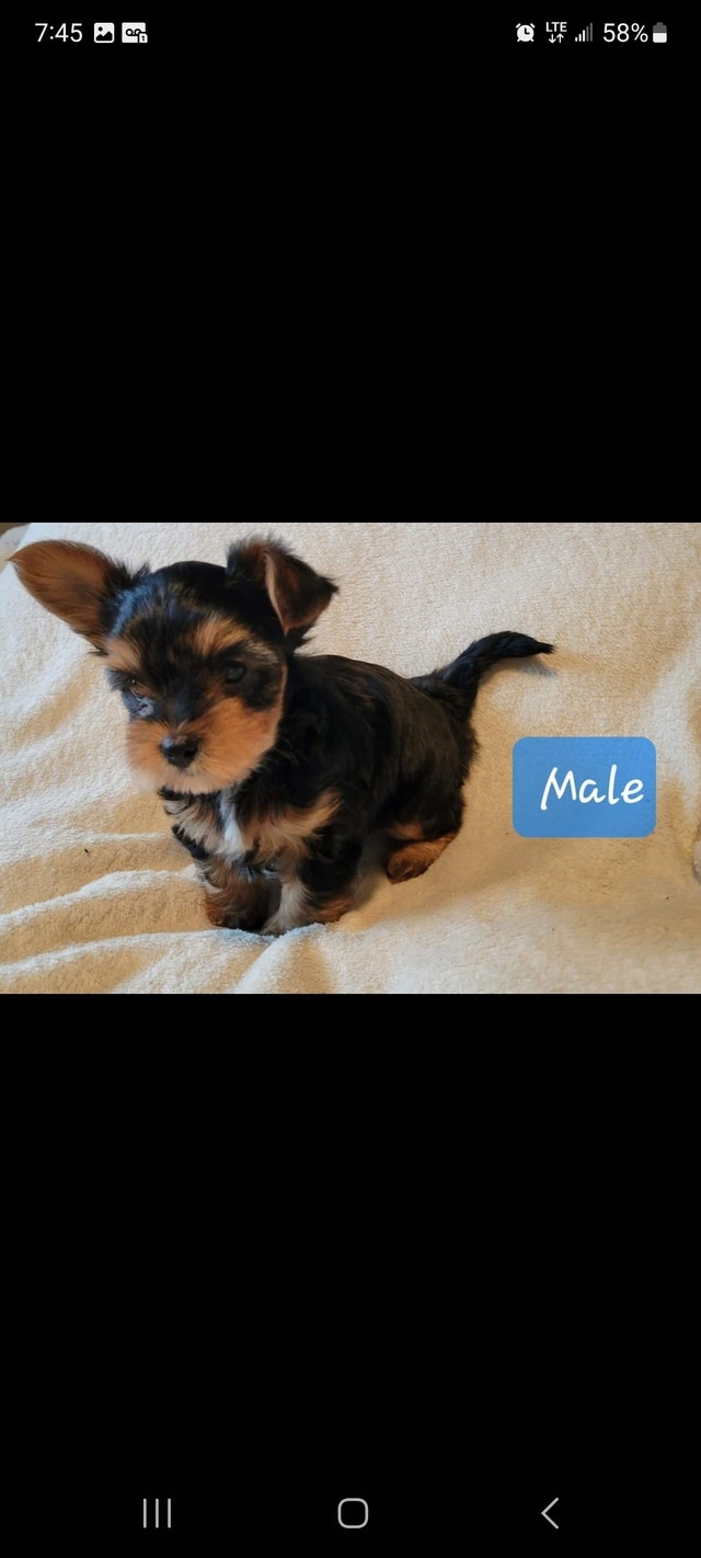 Yorkie puppies ready August 3/23 Dogs & Puppies for Rehoming