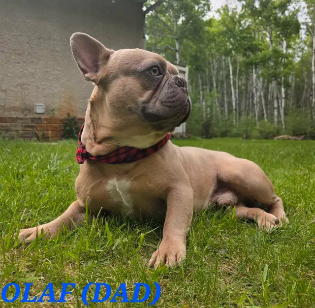 Super Cute French bulldogs for sale. in Dogs & Puppies for Rehoming in Winnipeg - Image 9
