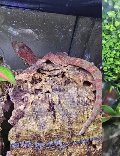 This is a Chahouha gecko, a large arboreal gecko native to New Caledonia, known for its distinctive...