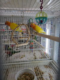 BABY FISHER LOVE BIRD AVAILABLE AT CENTRAL PET TORONTO  