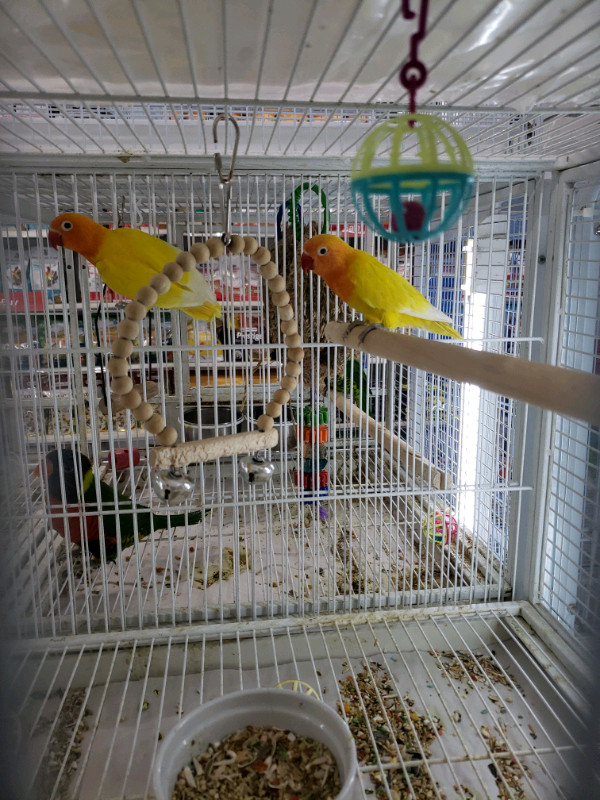 BABY FISHER LOVE BIRD AVAILABLE AT CENTRAL PET TORONTO   in Birds for Rehoming in City of Toronto