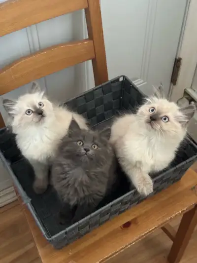 Chatons à adopter , View more