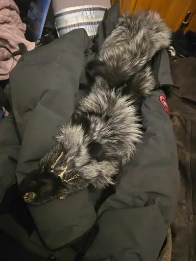 silver fox canada goose jacket, View more