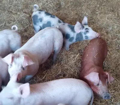 We have pigs for you to raise on your pasture. 50 lbs. They have been raised on straw, and are off t...