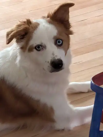 Dog for rehoming , View more