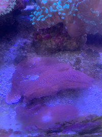 Coral frags