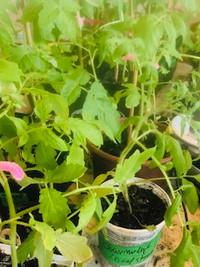 Grown in organic soil TOMATO PLANTS!!!