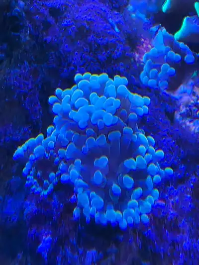 Hammer Corals, View more