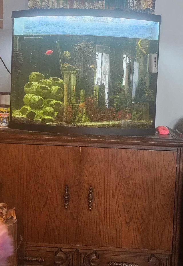 Fish tank with Stand in Accessories in Kitchener / Waterloo