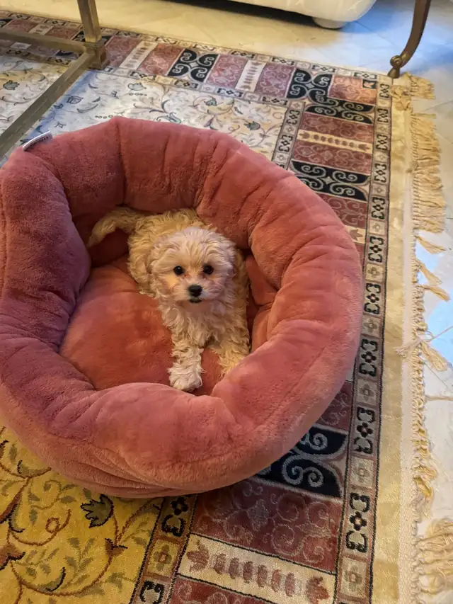 Toy Poodle/Shihpoo  in Dogs & Puppies for Rehoming in Markham / York Region - Image 4