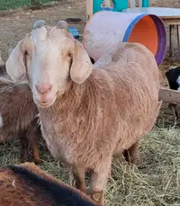 Female goat 