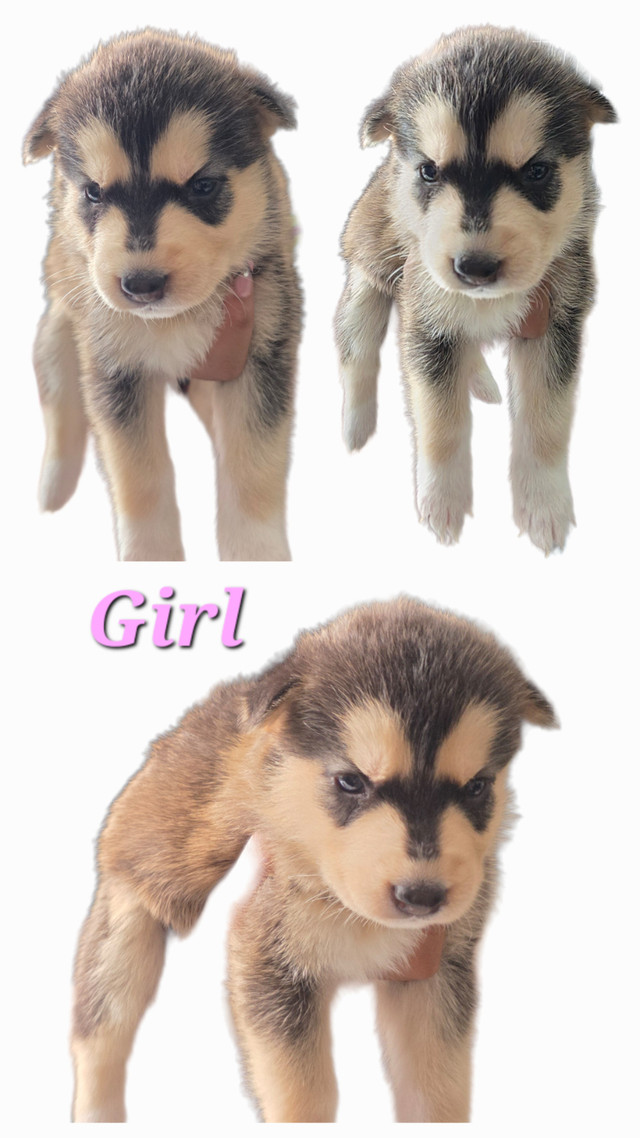 Gorgeous Gerberian Shepsky Puppies in Dogs & Puppies for Rehoming in Bedford - Image 2