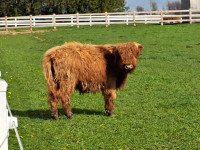 Registered highland bull