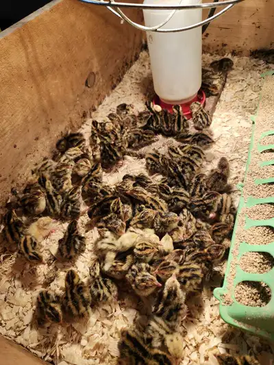 Jumbo Coturnix Quail Chicks, View more