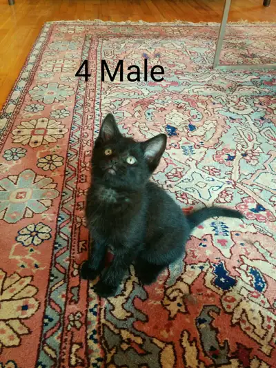 I have one black male kitten Left. He is very friendly and playful, he is litter trained, eating sof...