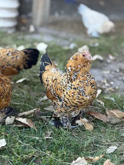 Belgium Mille Fleur D’uccles Hatching Eggs/Chicks, View more