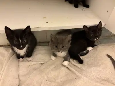Kittens for rehoming , View more