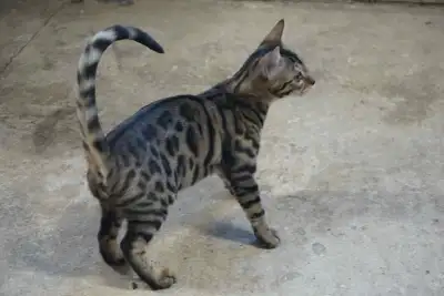 Two female BENGALS left, ready for their furever homes!, View more