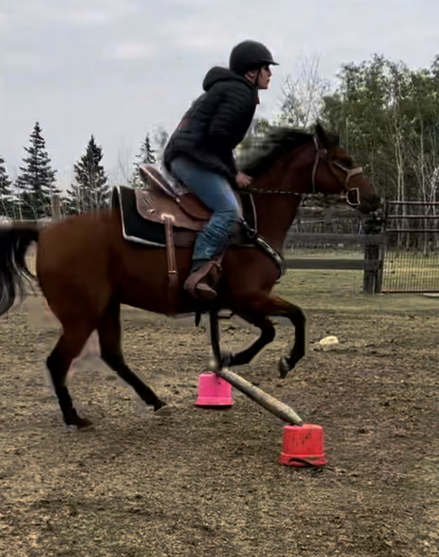 Project horse - Sport gelding in Horses & Ponies for Rehoming in Calgary - Image 3