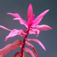 LIVE AQUARIUM PLANTS : AMMANIA GRACILIS