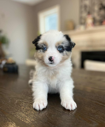 Australian shepherd puppies, View more