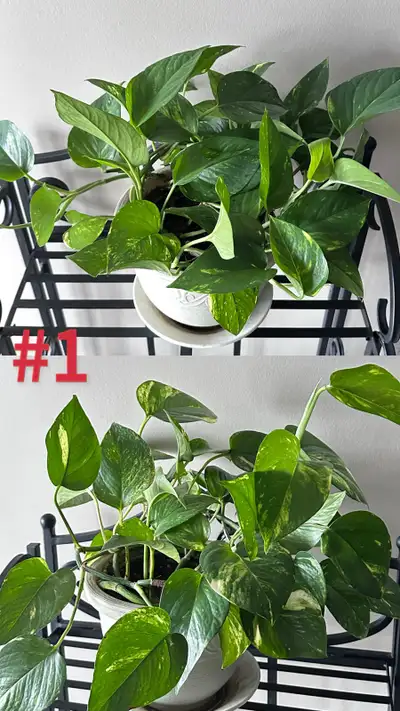 Large Potted Golden Pothos & Metal Stand, View more