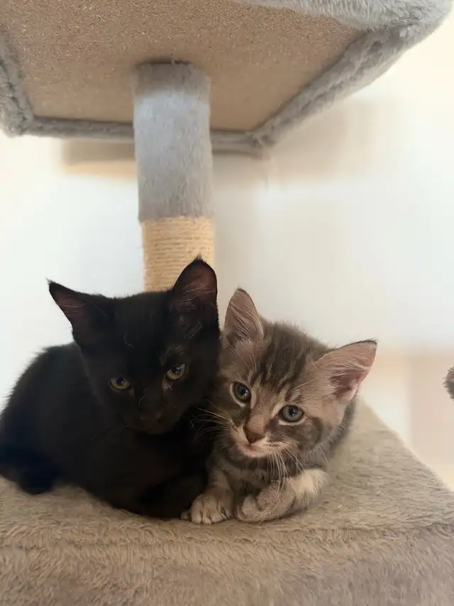 kittens for rehoming | Cats & Kittens for Rehoming | Richmond | Free ...