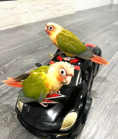 pineapple baby parrots for sale, View more