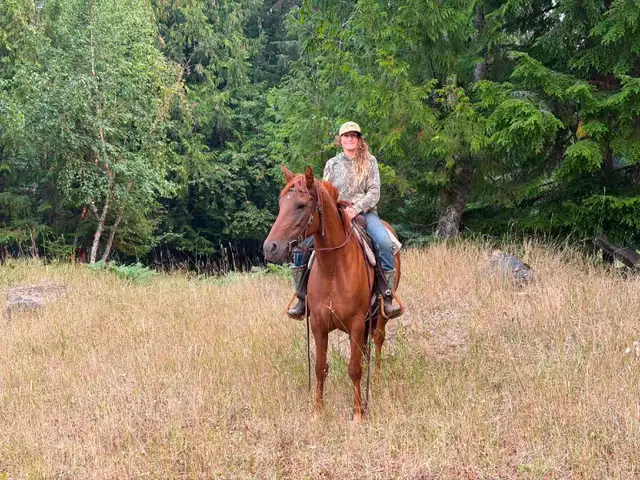 4 year old Prospect in Horses & Ponies for Rehoming in Vernon - Image 3