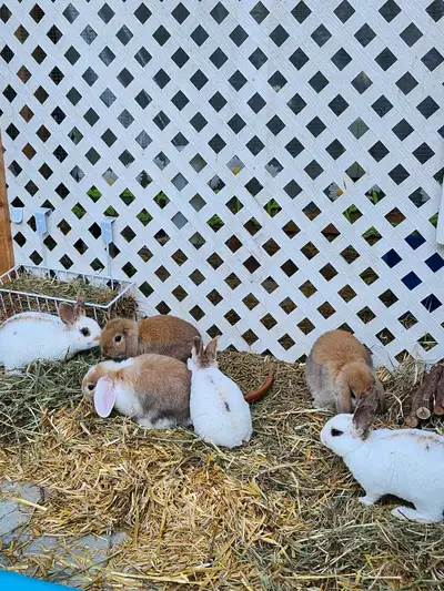 bébés lapins mini rex et belier nain hollandais , View more